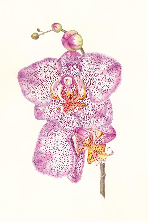 Phalaenopsis ‘Leopard’ artwork