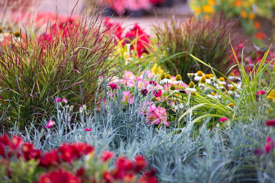 Colourful planting