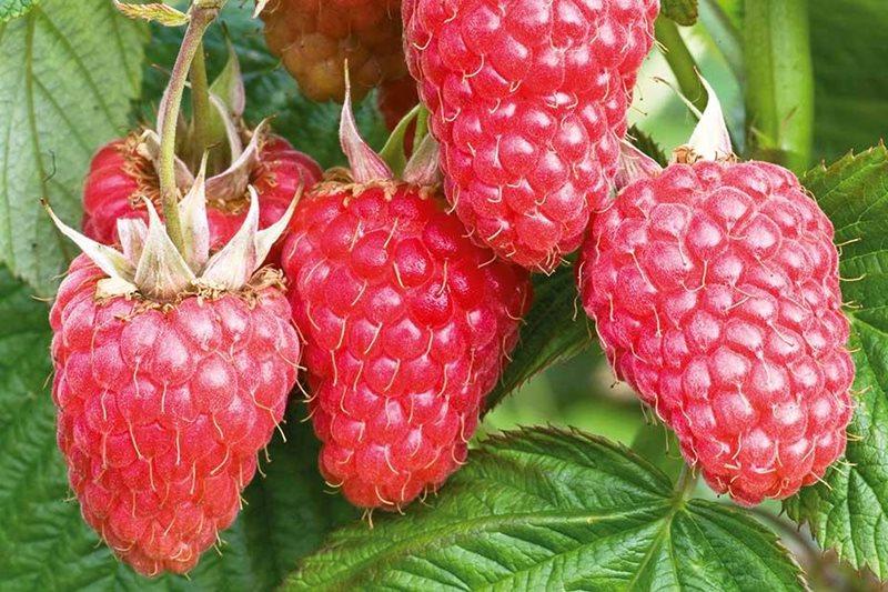 Raspberries