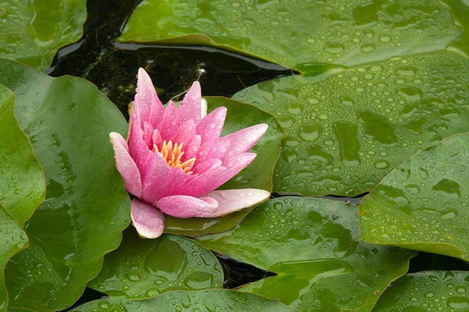 Discover waterlilies