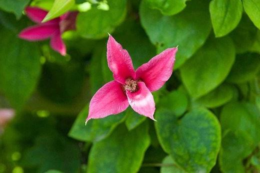 Clematis 'Princess Diana'