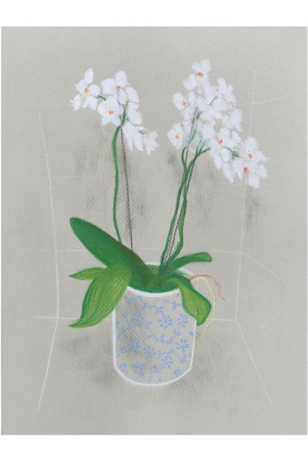 Phalaenopsis artwork