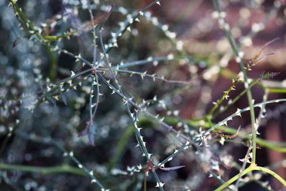 Key plants in the garden