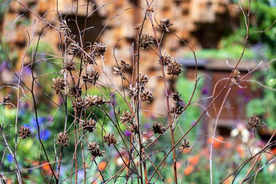 Seed heads on the It Doesn’t Have to Cost the Earth Garden