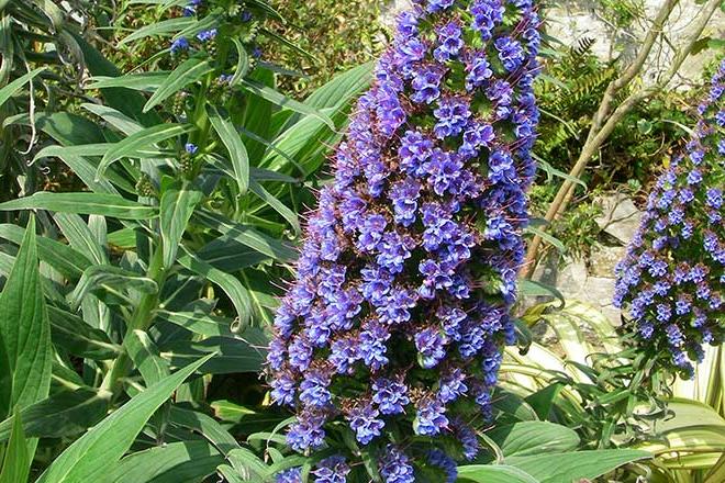 Discover echium