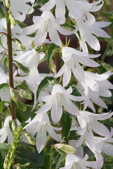 Adenophora ‘White Blaze’