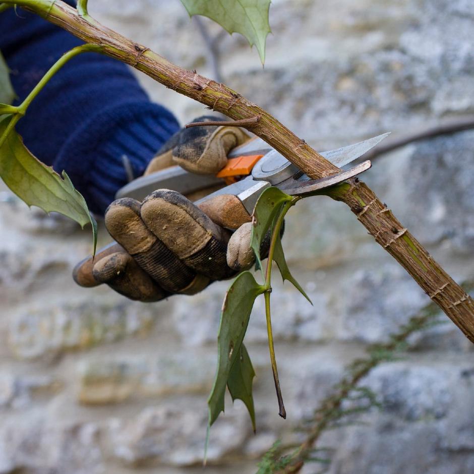 Pruning keeps your plants compact