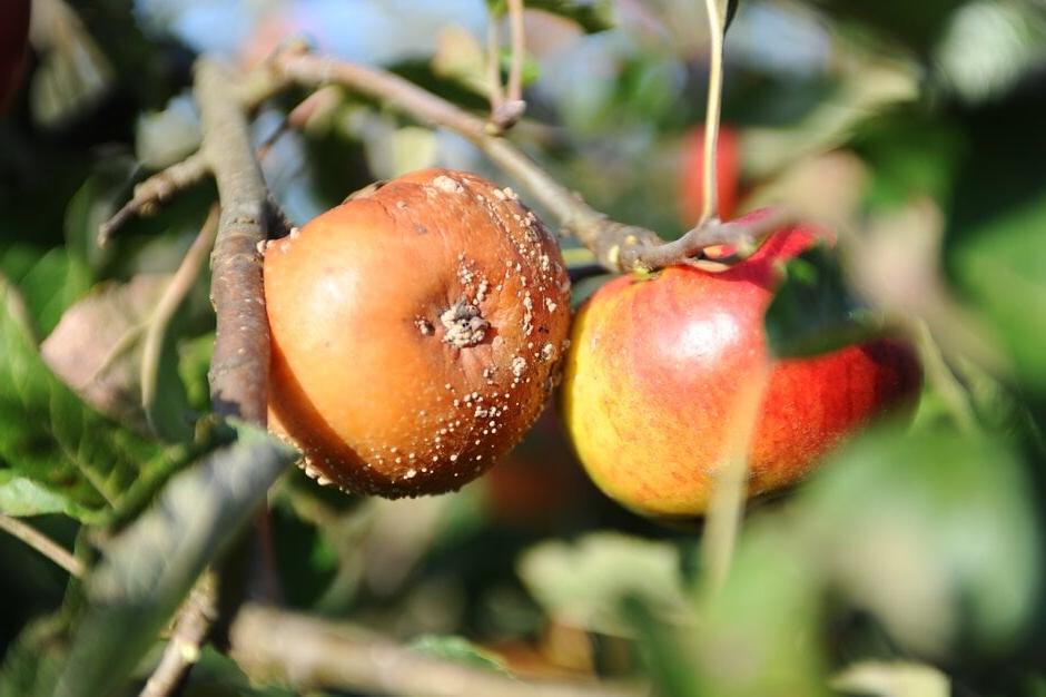 Apple affected by brown rot