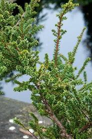 Taxus baccata 'Amersfoort'