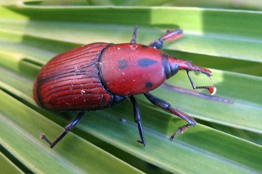 Red palm weevil