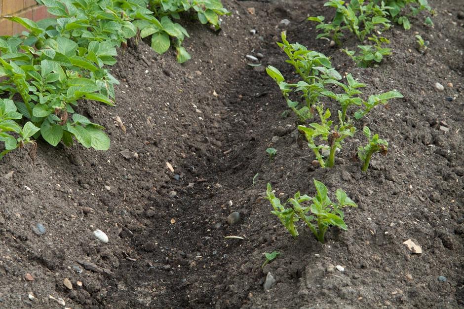 Rows of earthed-up potatoes