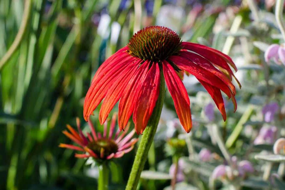 Key plants in the garden