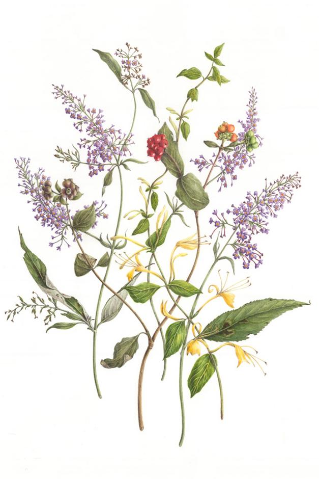 Buddleja and honeysuckle artwork