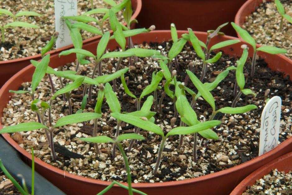 Tomato seedlings