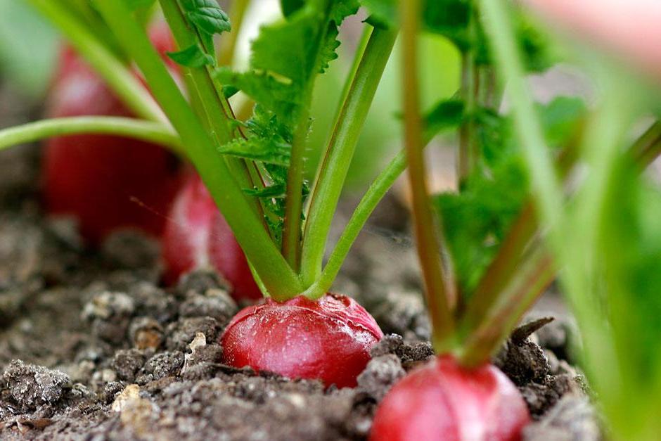 Radishes