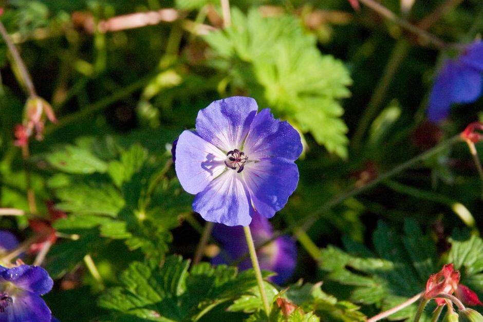 Iconic plants of RHS Chelsea