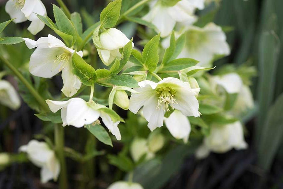 Discover hellebores