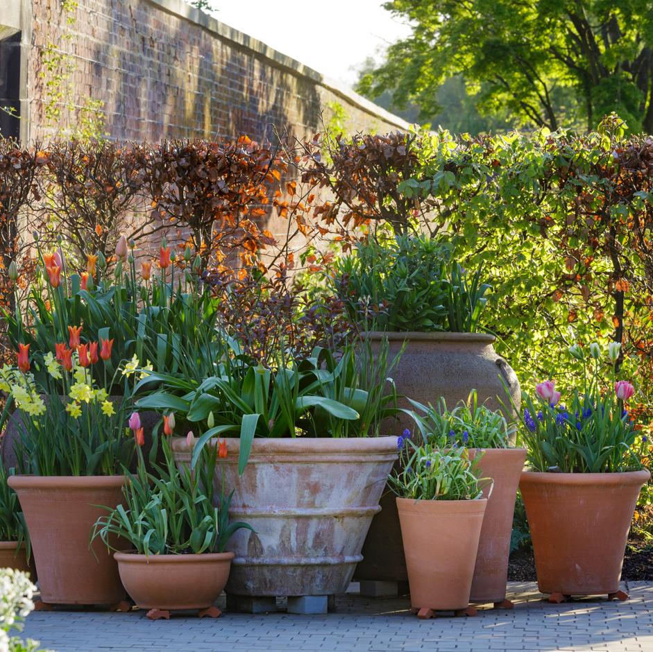 Large containers are best for creating striking displays and are easier to look after