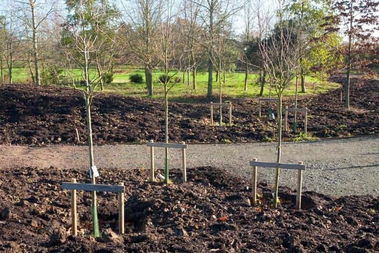 Double stakes offer these young trees plenty of support in this open, windy spot