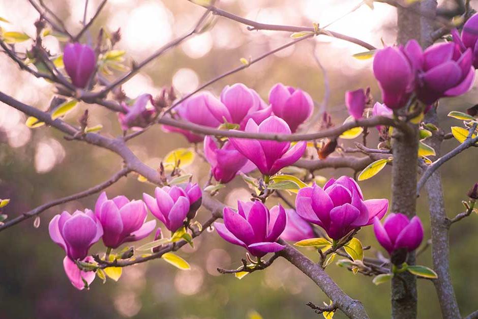 Discover magnolias