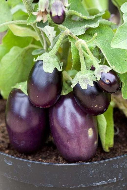 aubergines