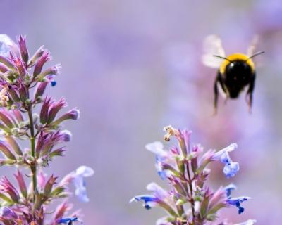 Why should I garden with the environment in mind?