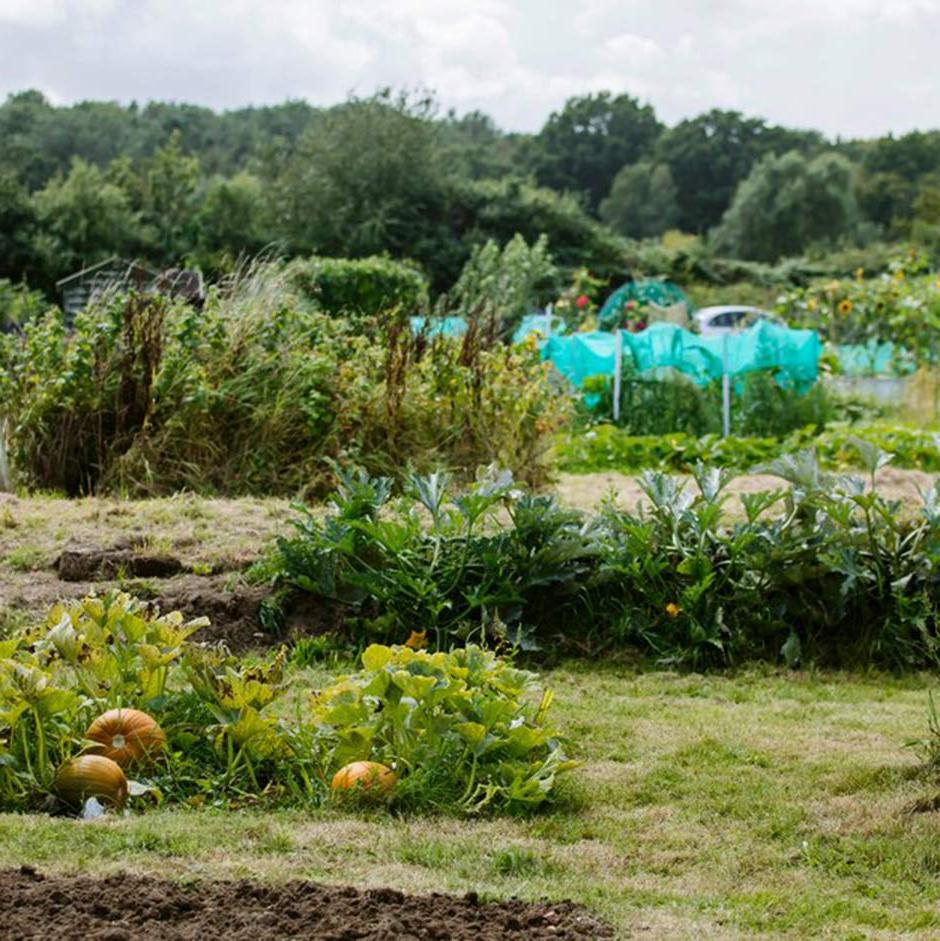 Starting an allotment