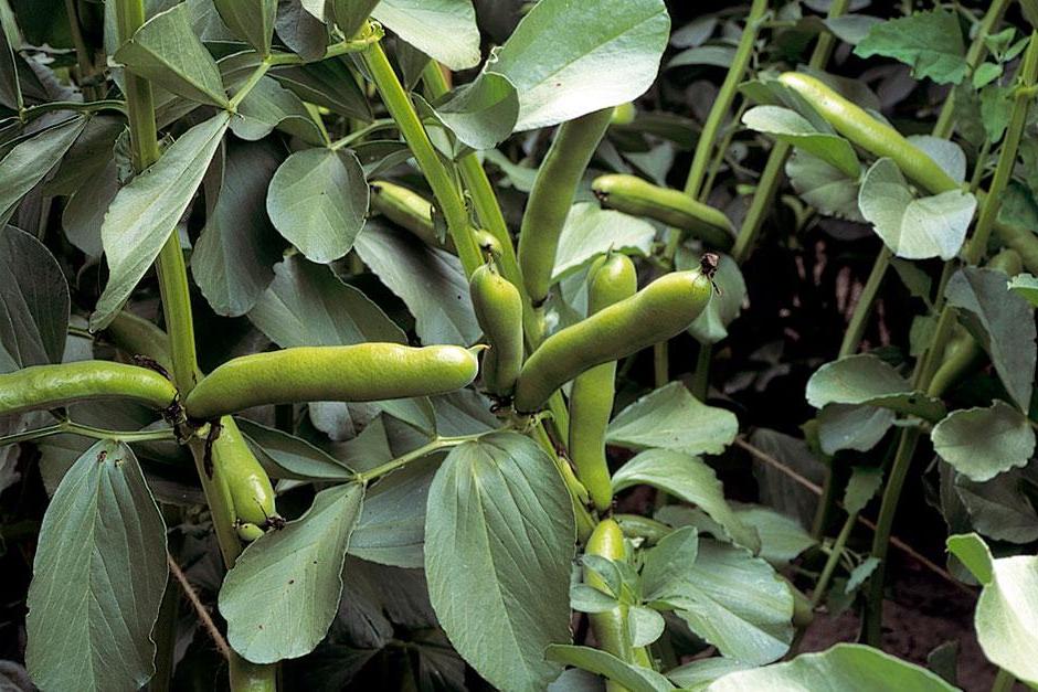 Broad beans