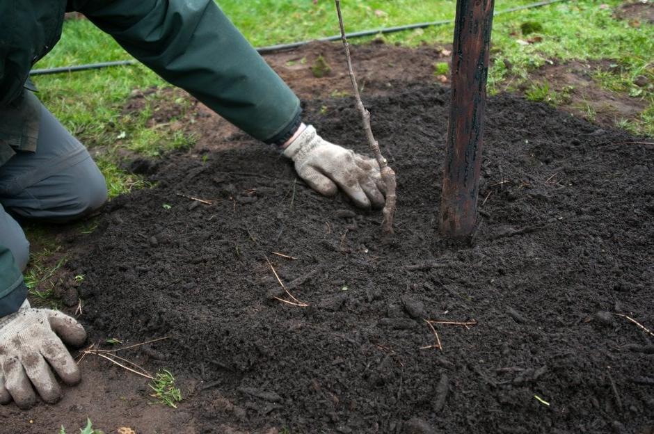 Mulching around a newly planted spindle apple tree