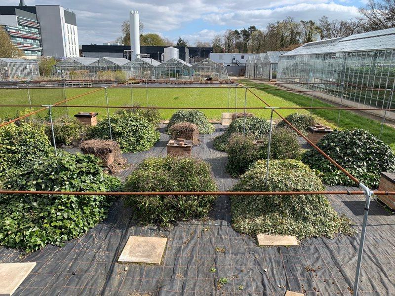 The mini buildings covered in climbing plants