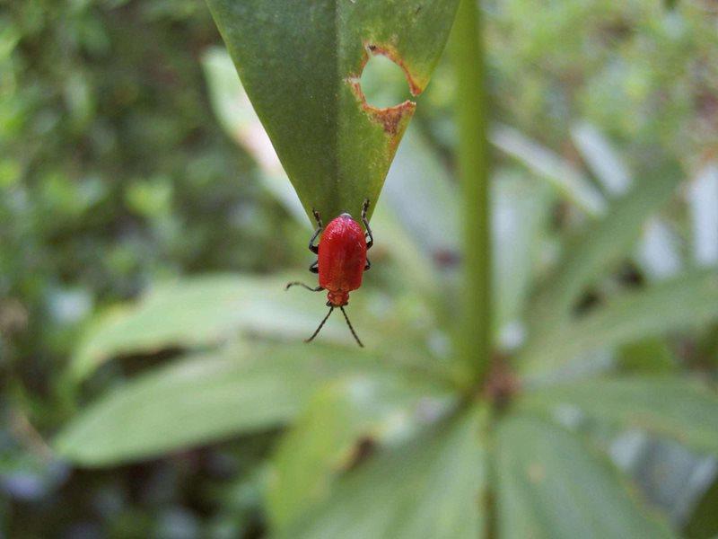 Lily beetle