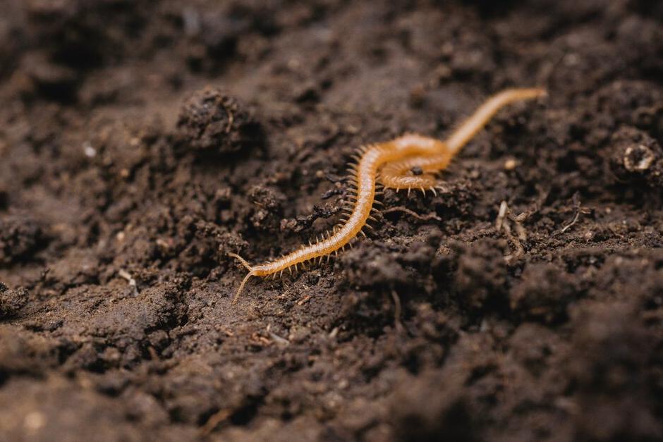 Snake centipede (<EM>Stigmatogaster subterranea</EM>)