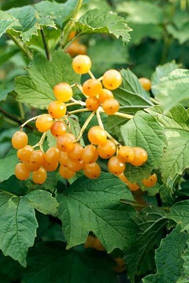 Viburnum opulus 'Xanthocarpum'