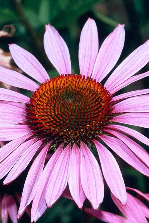 Echinacea 'Ruby Giant'