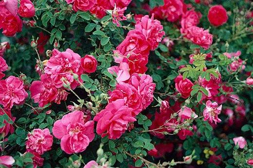 Rosa 'Cerise Bouquet'