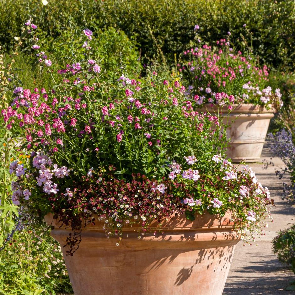 Pot displays of summer bedding at RHS Garden Hyde Hall