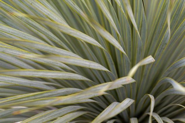 Primal Plants at RHS Malvern Spring