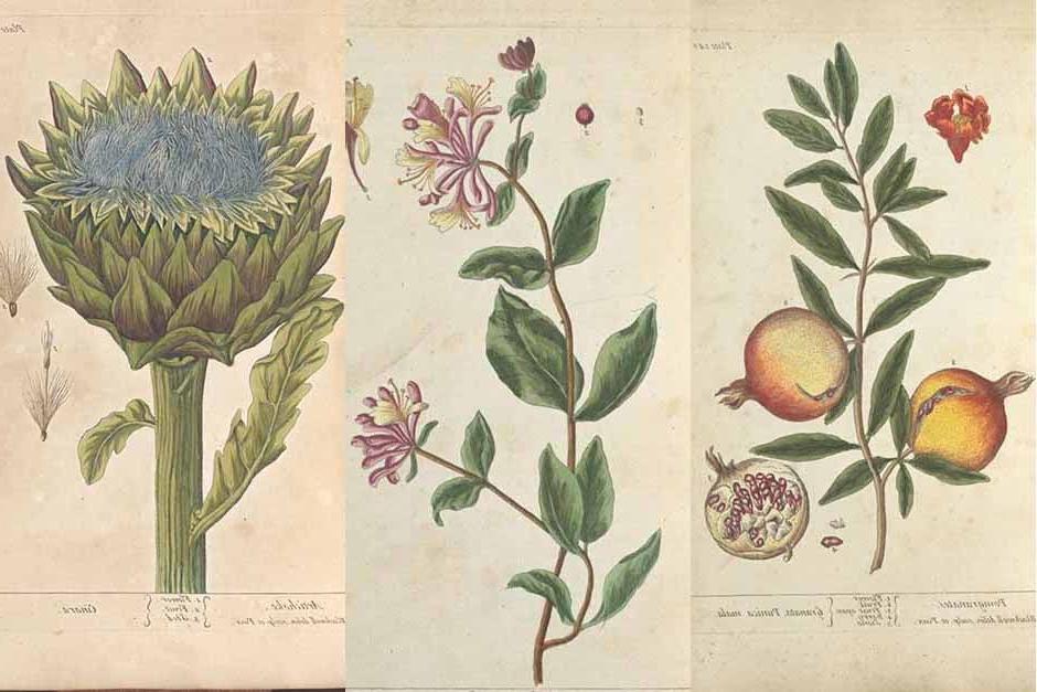 Elizabeth Blackwell’s Curious Herbal