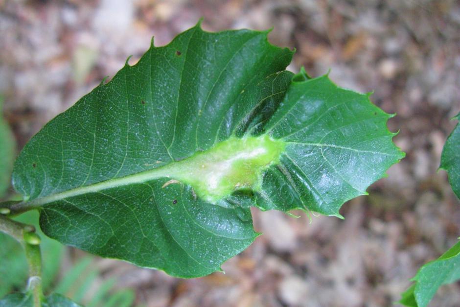 Sweet chestnut gall wasp symptomsOriental chestnut gall wasp on a sweet chestnut leaf, causing a swelling at the central vein.