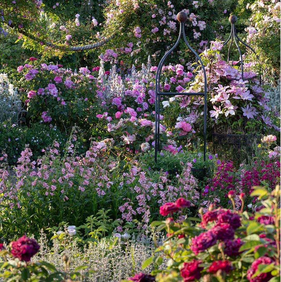 Roses can fill the garden with scent and colour from early summer