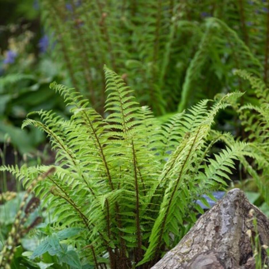 Many ferns are suited to damp shade