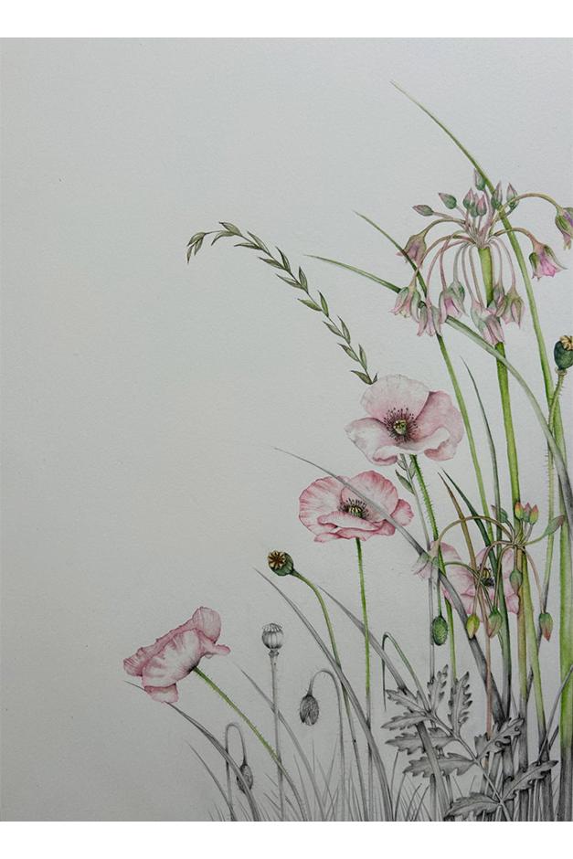 Nectaroscordum and Papaver artwork