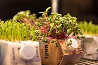 Microgreen Growtainer display