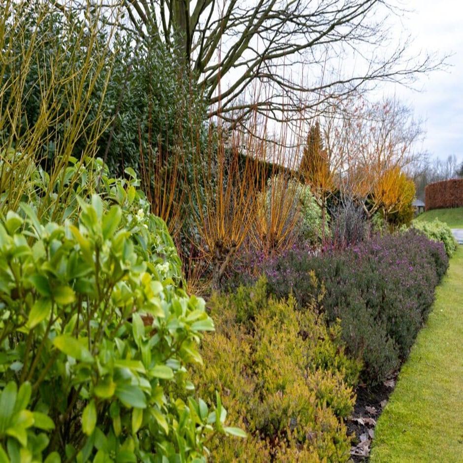 Winter interest border in partial shade