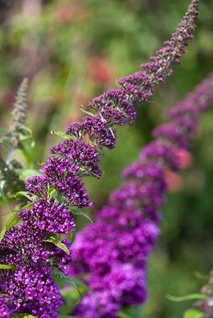 buddleja davidii