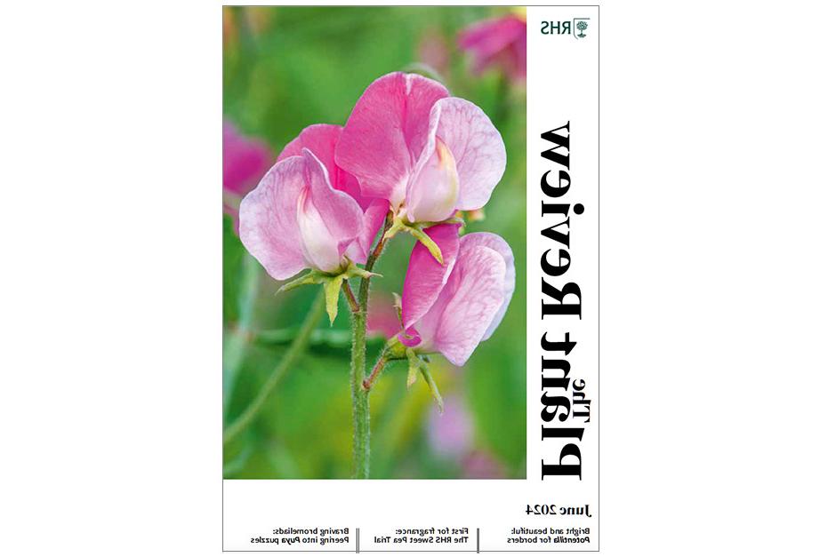 Learn the results and revelations from the RHS Sweet Pea Trial. See the palette of spectacular colour found among herbaceous Potentilla. Venture among the vicious spines of perplexing and beautiful Puya. Admire the plants and places associated with plant hunter Père Armand David. Discover the ornamental allure of Chinese buddlejas. Be intrigued by some accommodating progeny of Helleborus thibetanus.