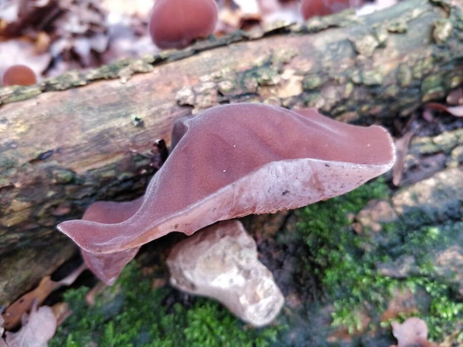 Jelly ear on fallen branch (<EM>Auricularia auricula judae</EM>). Image: Jassy Drakulic