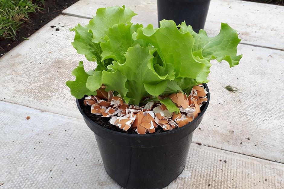 Lettuce surrounded by broken egg shell