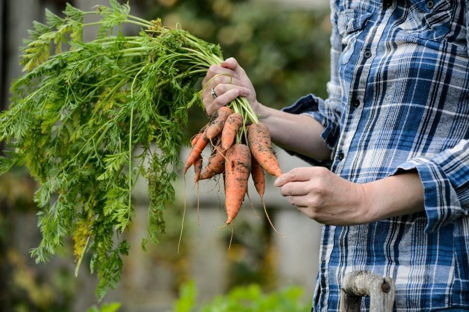 Carrots being harvested