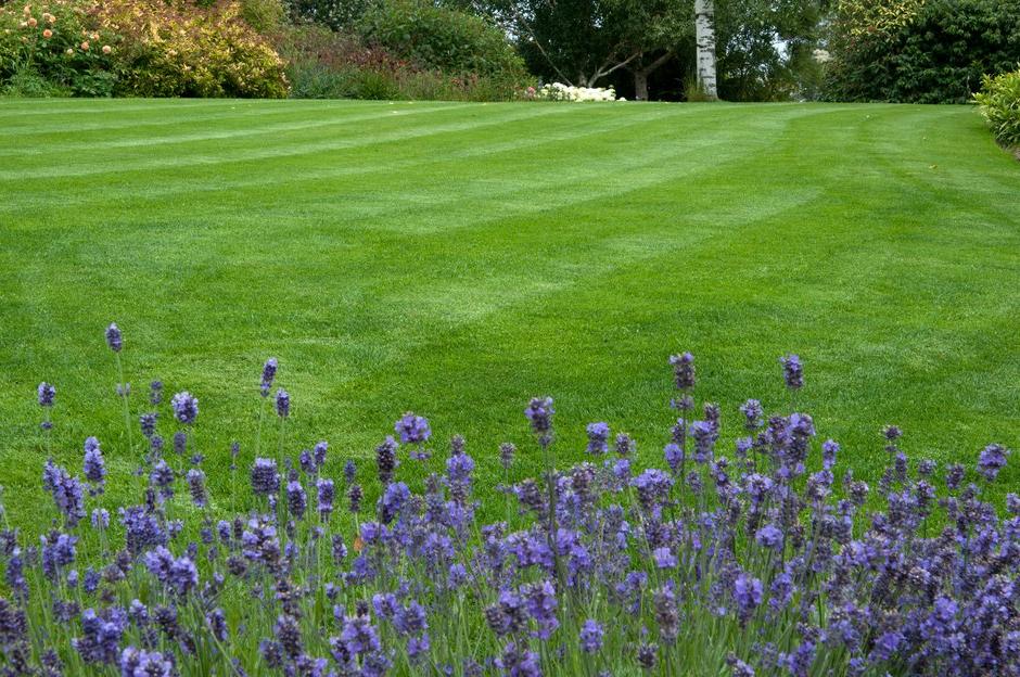 A well-maintained lawn 